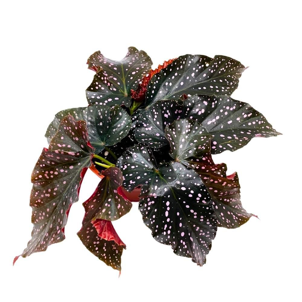 Ae Begonia Rex Crackling Rosie - View 10 from www redcrocus com