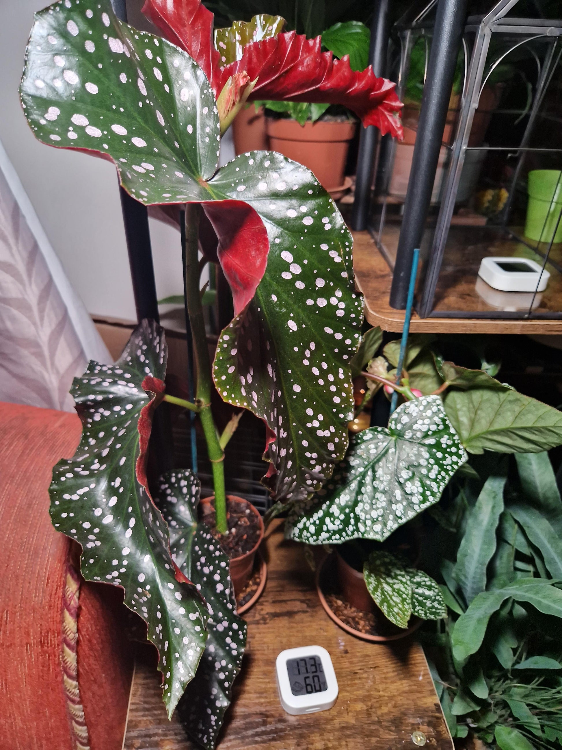 Ae Begonia Rex Crackling Rosie - View 11 from www redcrocus com