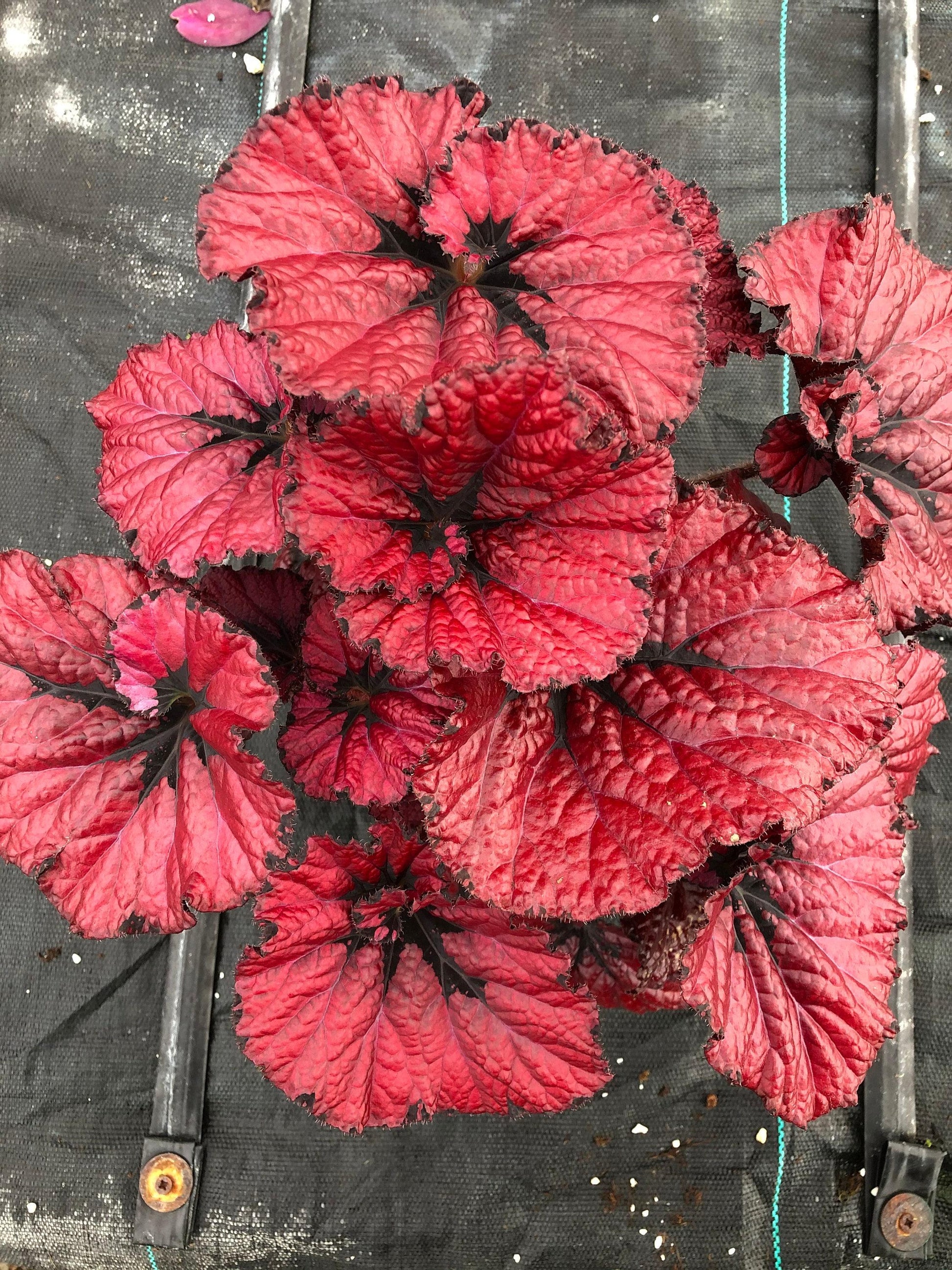 Ae Begonia Rex Crackling Rosie - View 12 from www redcrocus com