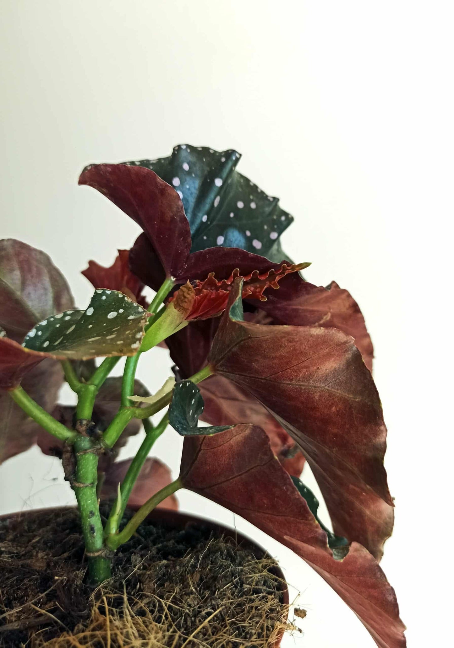 Ae Begonia Rex Crackling Rosie - View 14 from www redcrocus com