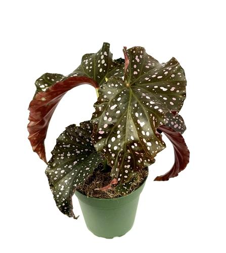 Ae Begonia Rex Crackling Rosie - View 15 from www redcrocus com