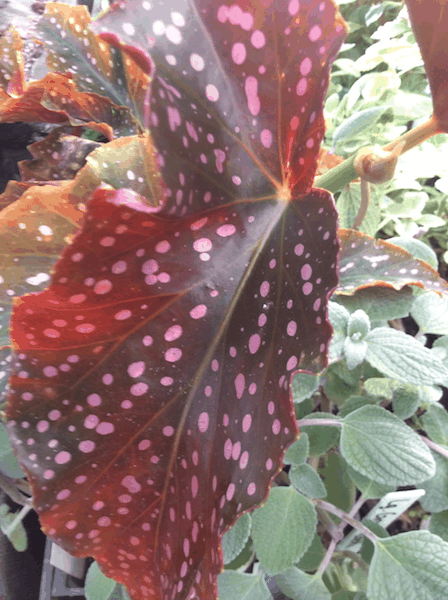 Ae Begonia Rex Crackling Rosie - View 17 from www redcrocus com