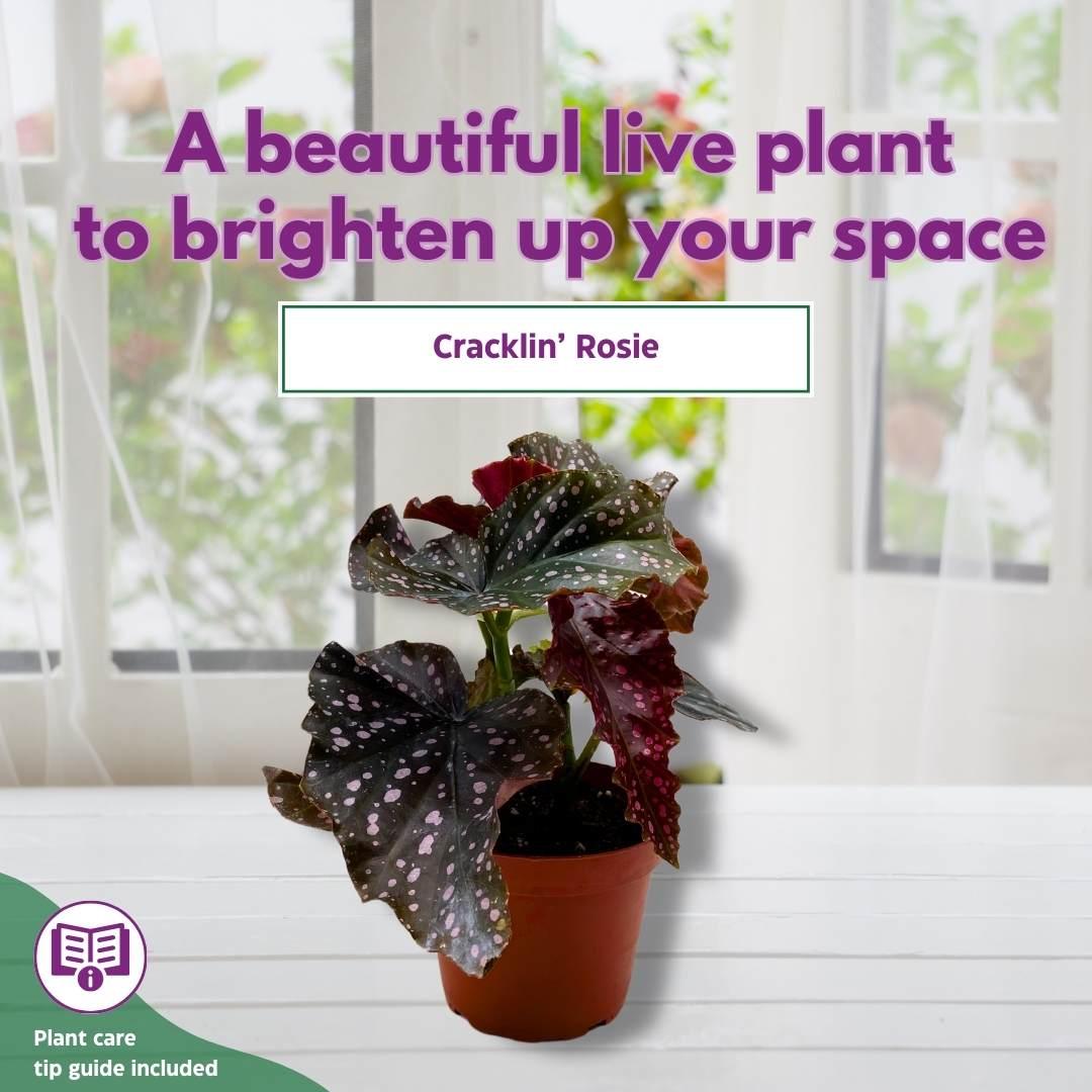 Ae Begonia Rex Crackling Rosie - View 19 from www redcrocus com