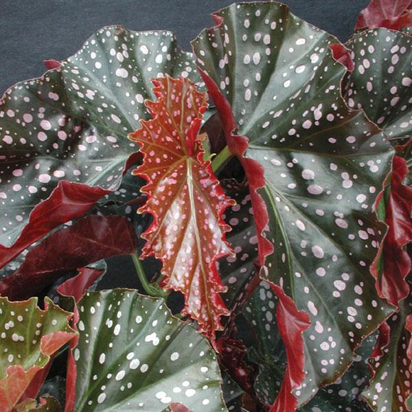 Ae Begonia Rex Crackling Rosie - View 1 from www redcrocus com
