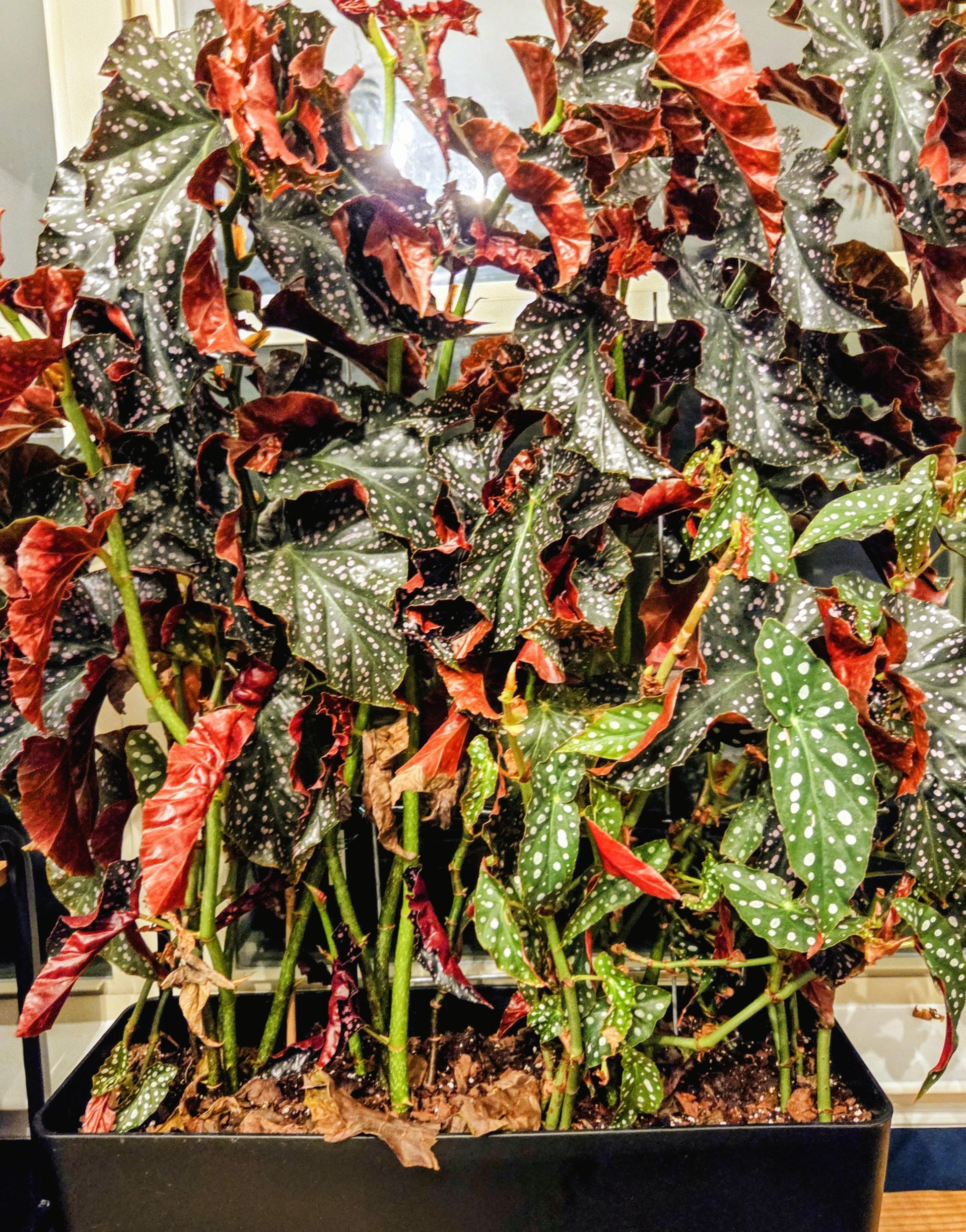 Ae Begonia Rex Crackling Rosie - View 20 from www redcrocus com