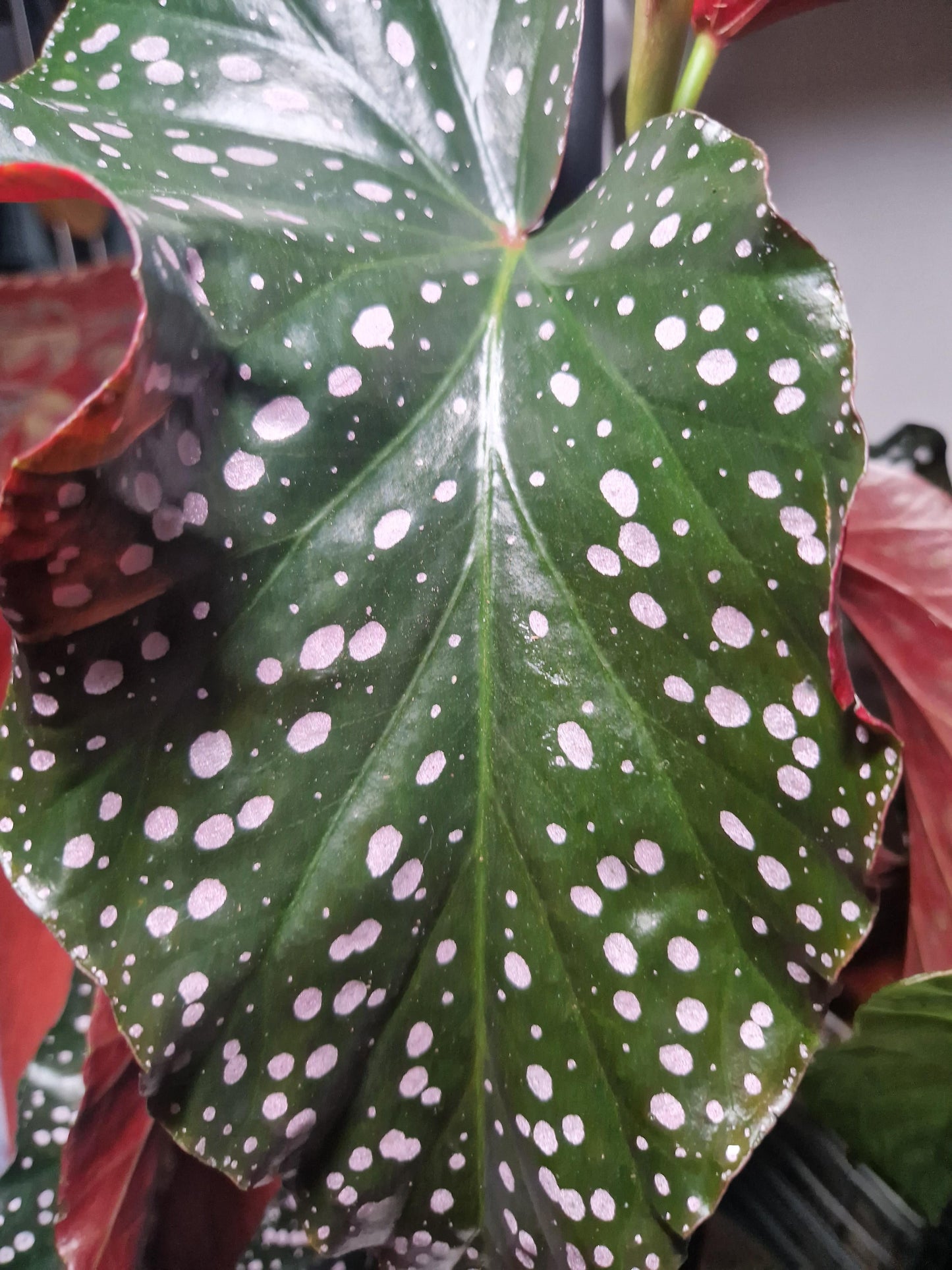 Ae Begonia Rex Crackling Rosie - View 21 from www redcrocus com