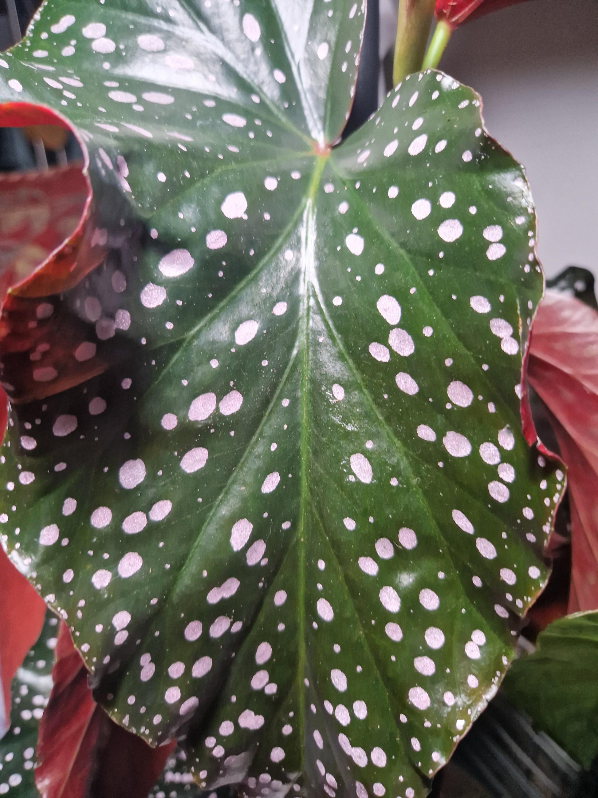 Ae Begonia Rex Crackling Rosie - View 21 from www redcrocus com