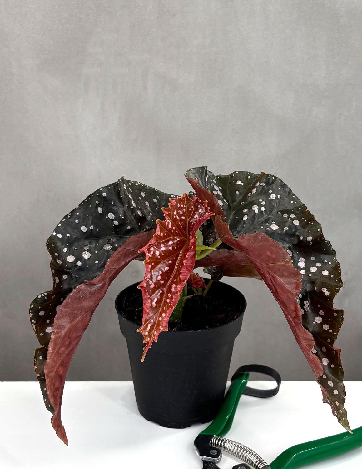 Ae Begonia Rex Crackling Rosie - View 23 from www redcrocus com