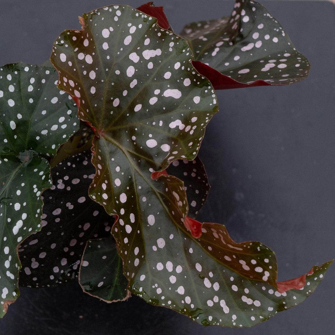 Ae Begonia Rex Crackling Rosie - View 27 from www redcrocus com