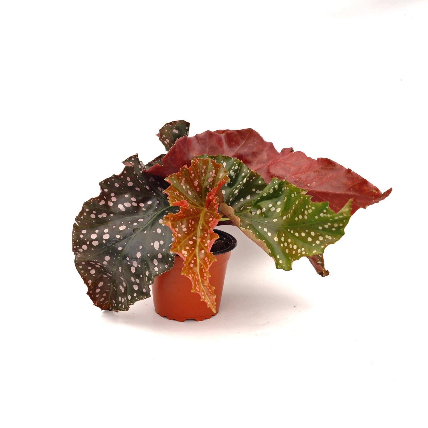 Ae Begonia Rex Crackling Rosie - View 29 from www redcrocus com