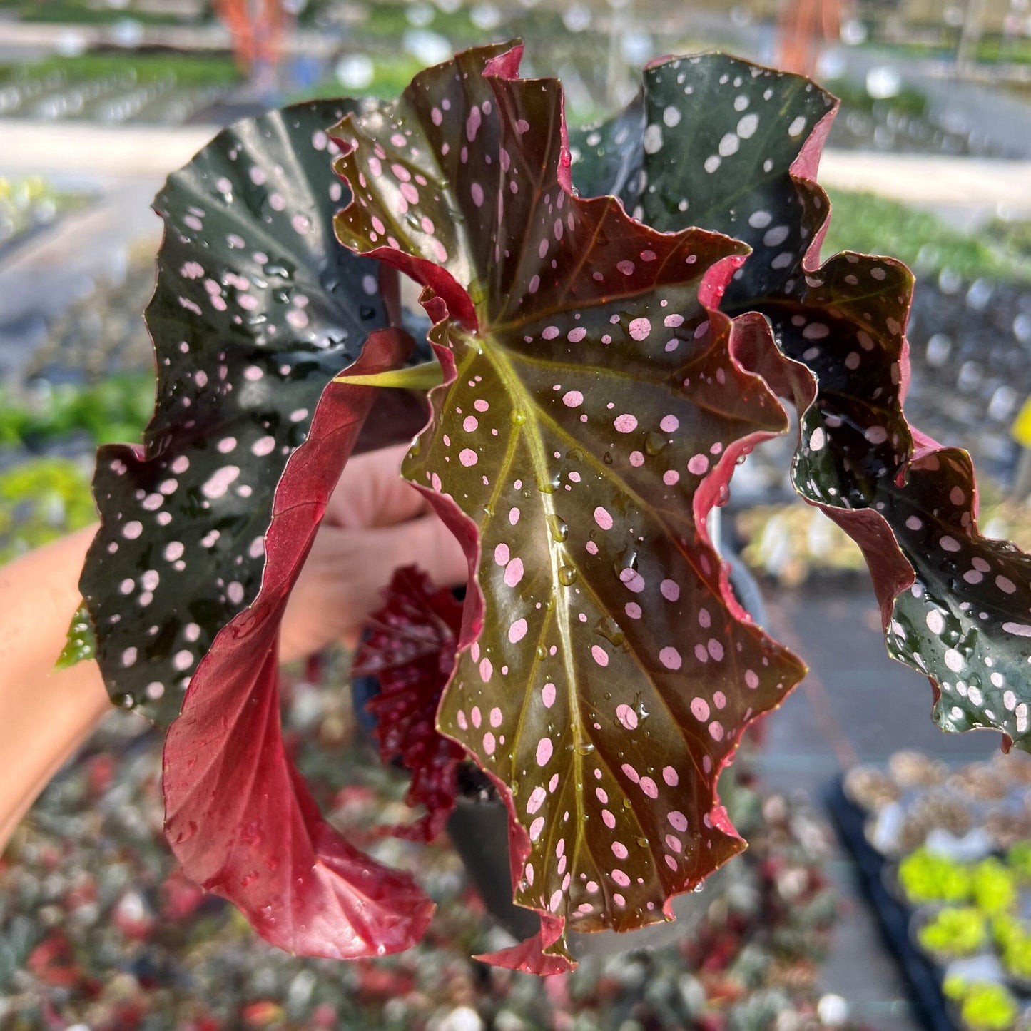 Ae Begonia Rex Crackling Rosie - View 2 from www redcrocus com