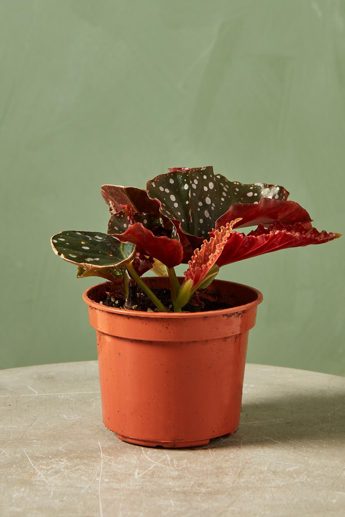 Ae Begonia Rex Crackling Rosie - View 3 from www redcrocus com