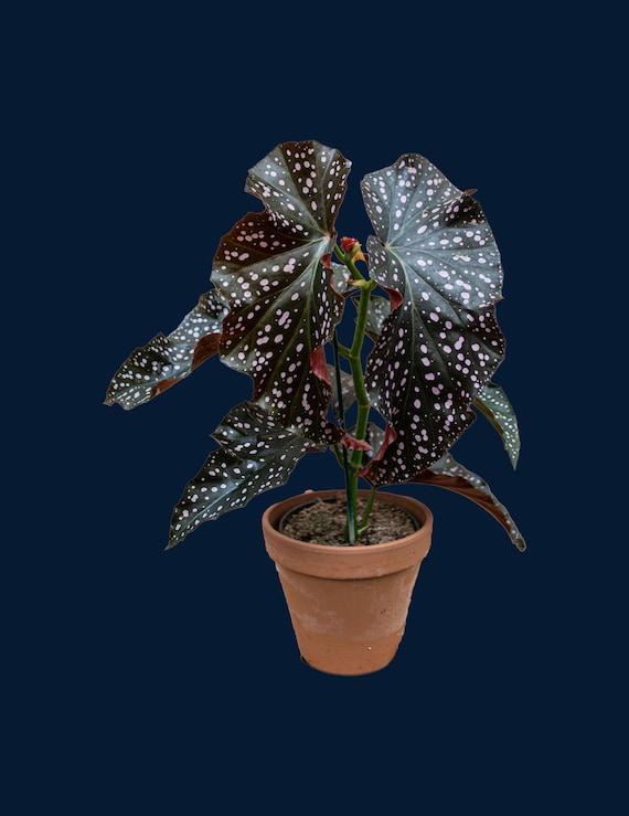 Ae Begonia Rex Crackling Rosie - View 7 from www redcrocus com