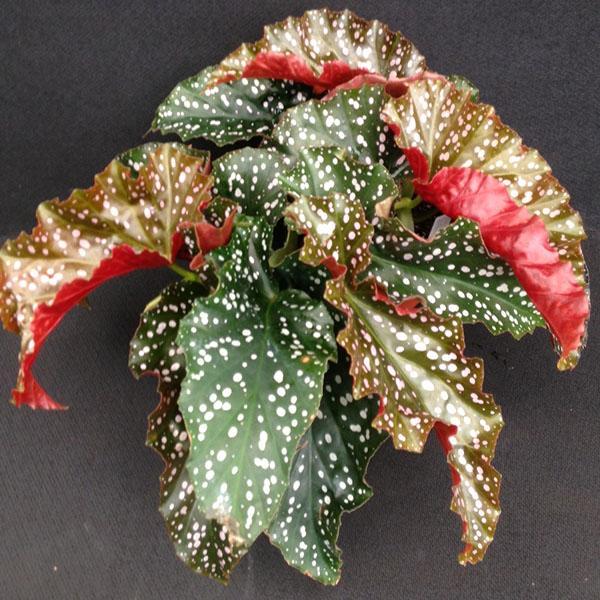 Ae Begonia Rex Crackling Rosie - View 8 from www redcrocus com
