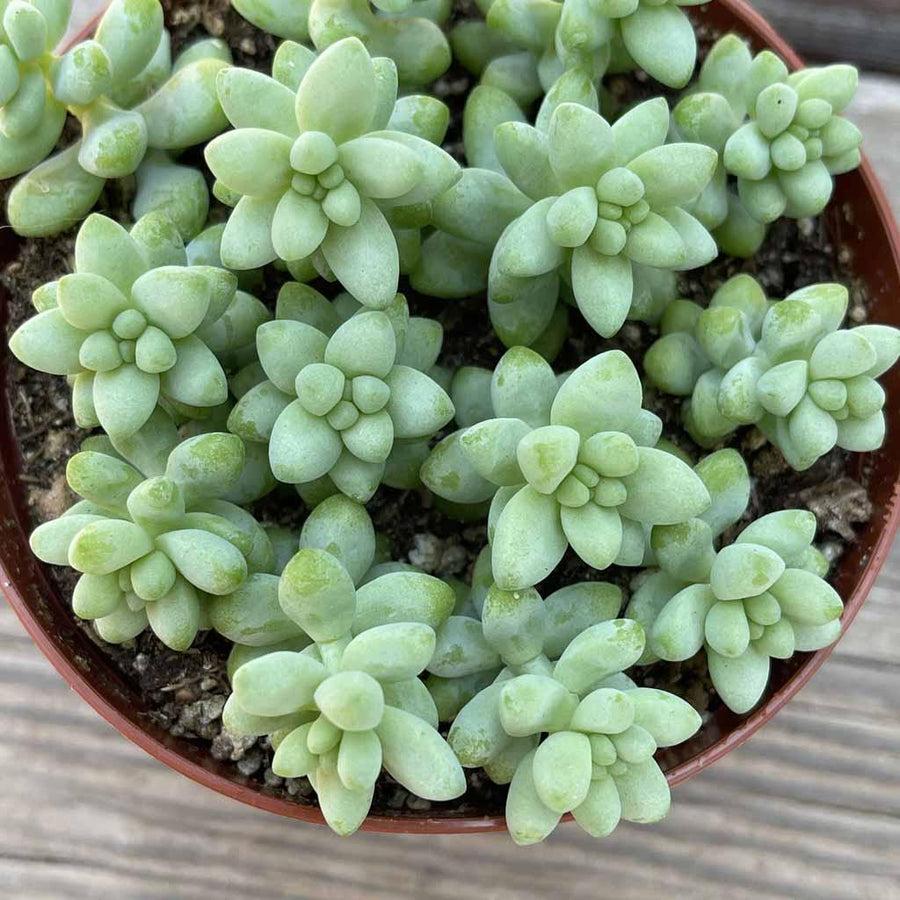 F2 Succulent Sedum Morg  Burros Tail - View 12 from www redcrocus com