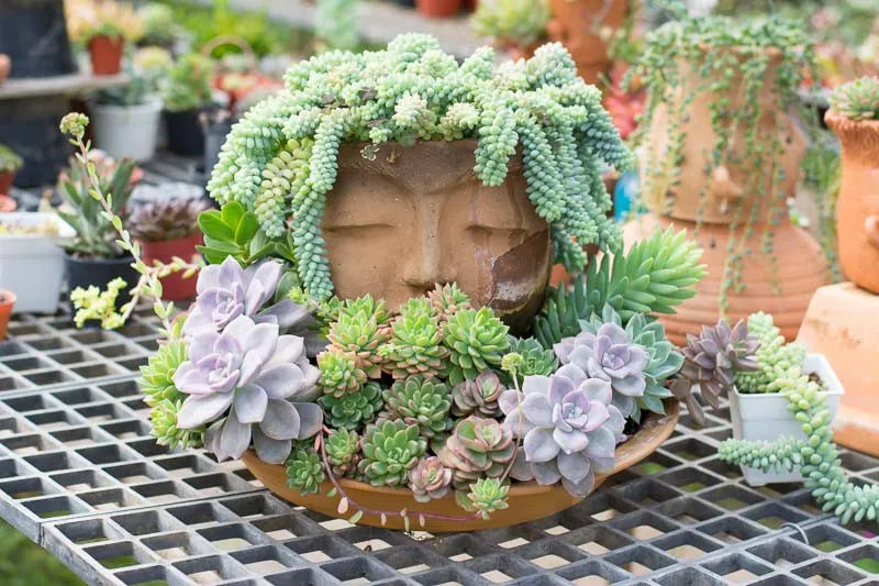 F2 Succulent Sedum Morg  Burros Tail - View 14 from www redcrocus com