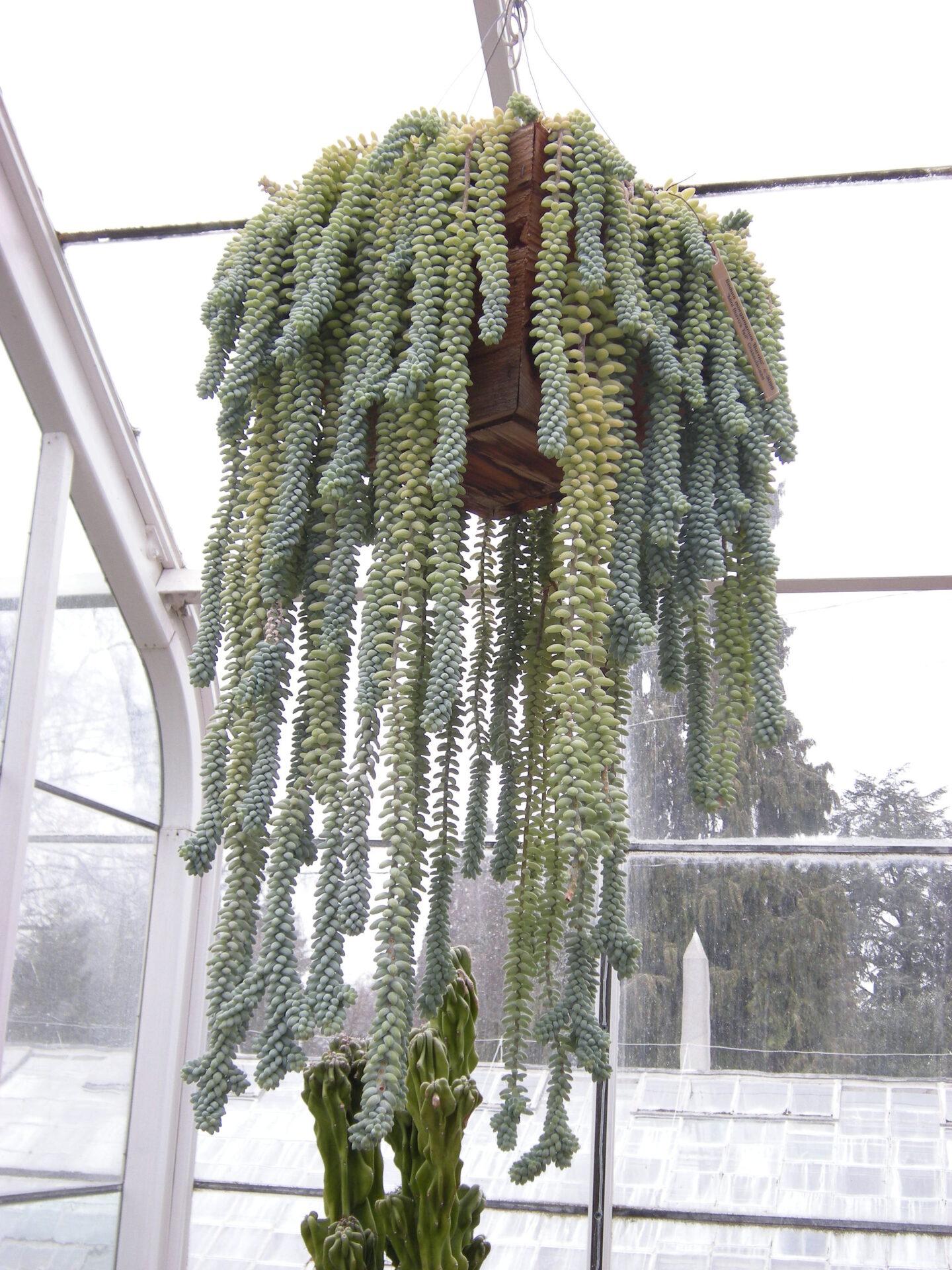 F2 Succulent Sedum Morg  Burros Tail - View 16 from www redcrocus com