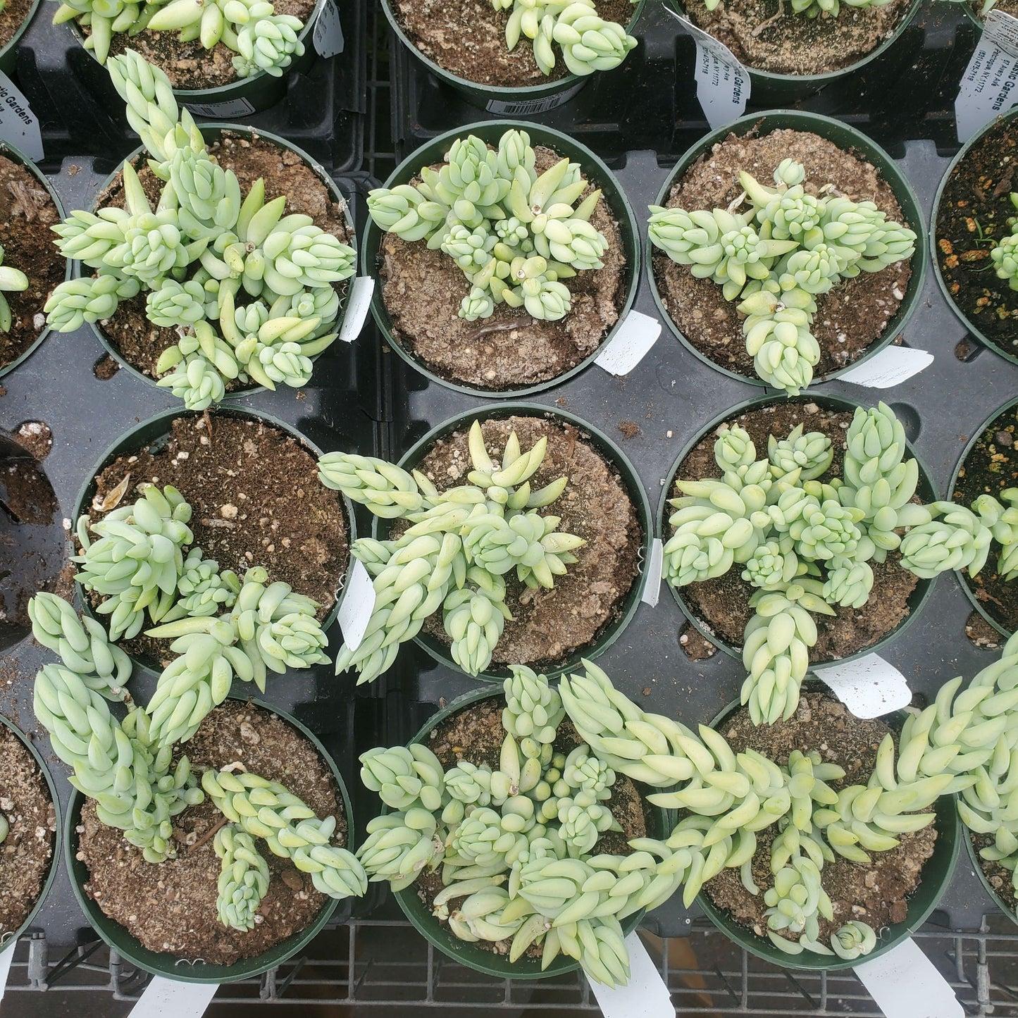 F2 Succulent Sedum Morg  Burros Tail - View 18 from www redcrocus com