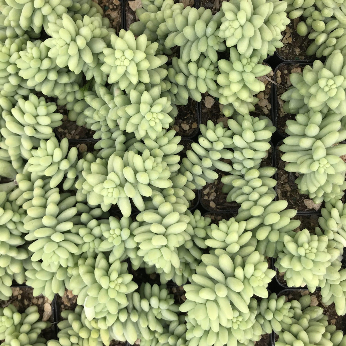 F2 Succulent Sedum Morg  Burros Tail - View 20 from www redcrocus com