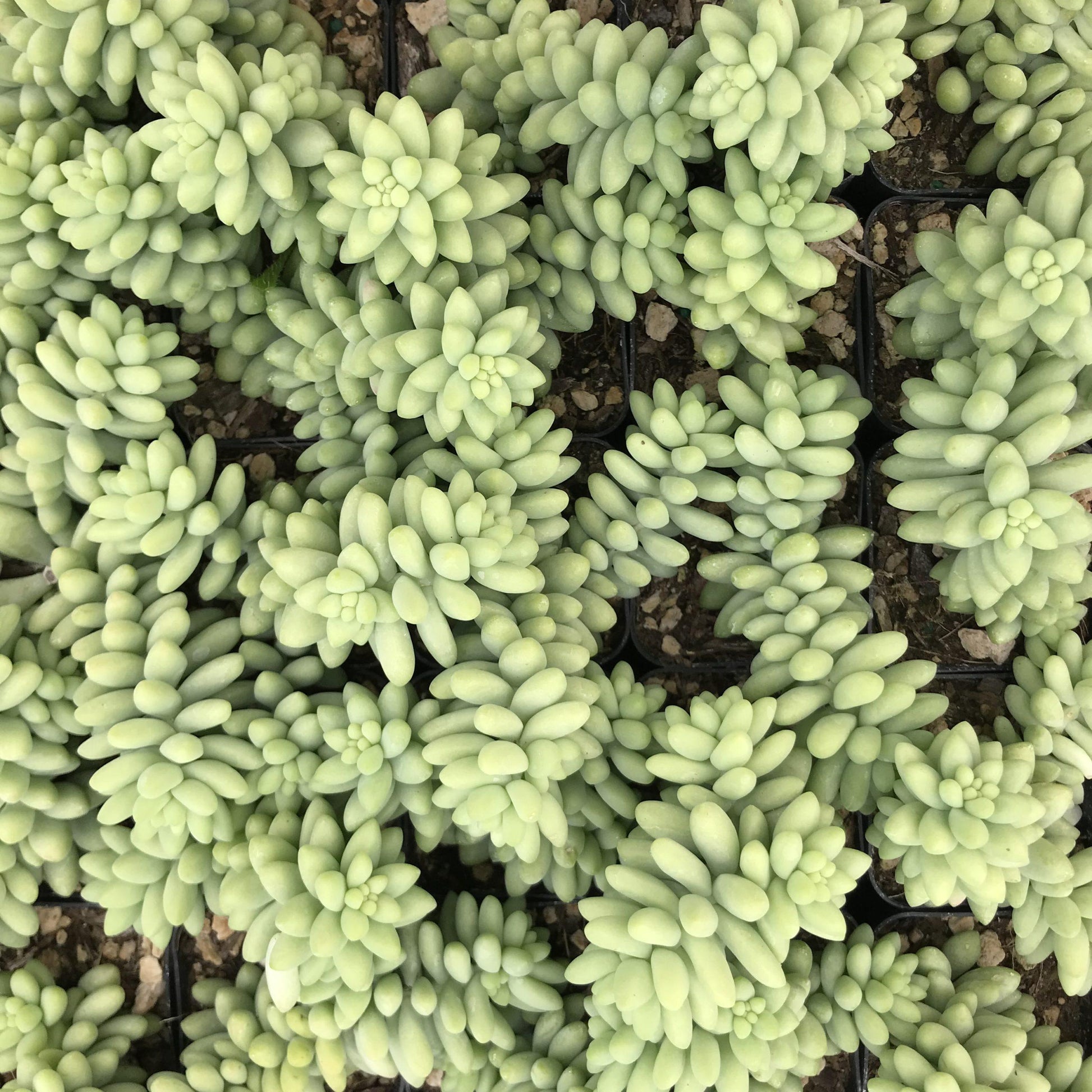 F2 Succulent Sedum Morg  Burros Tail - View 20 from www redcrocus com
