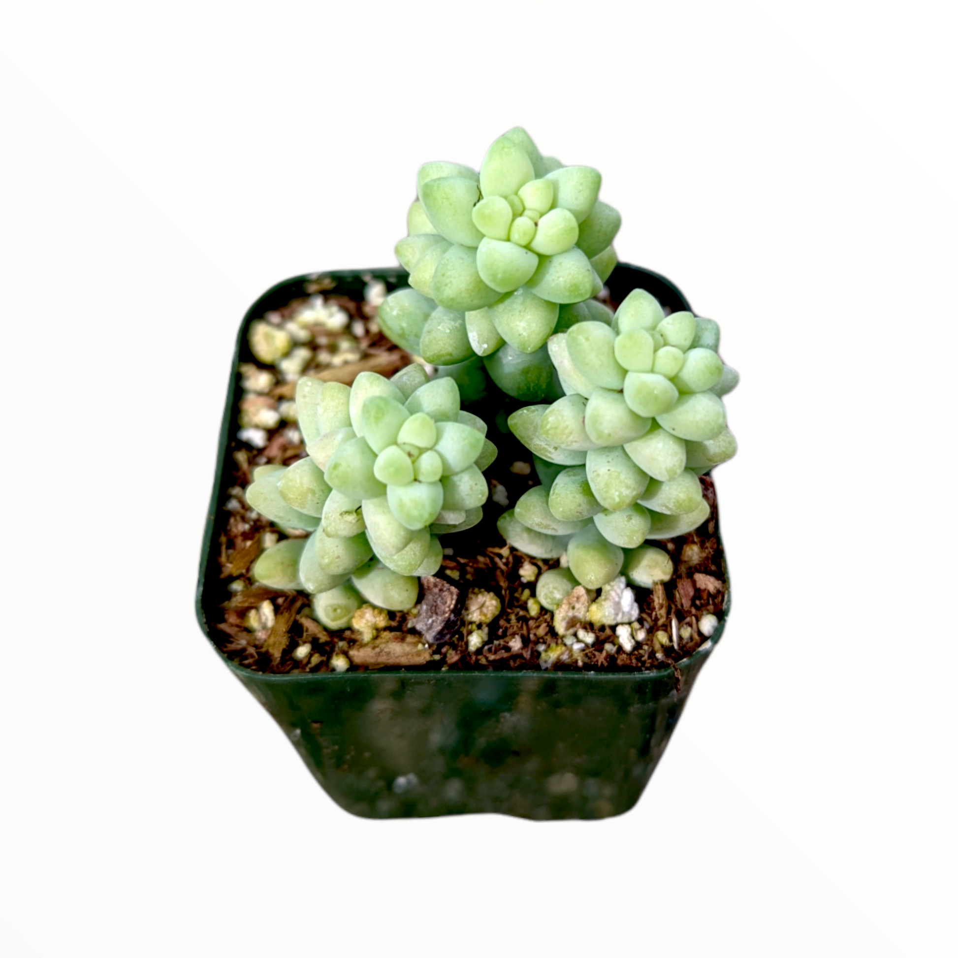 F2 Succulent Sedum Morg  Burros Tail - View 22 from www redcrocus com