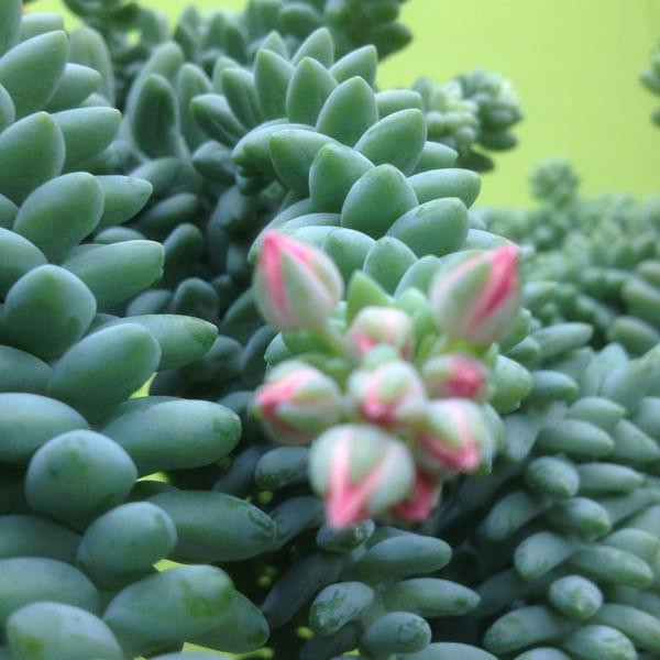 F2 Succulent Sedum Morg  Burros Tail - View 23 from www redcrocus com