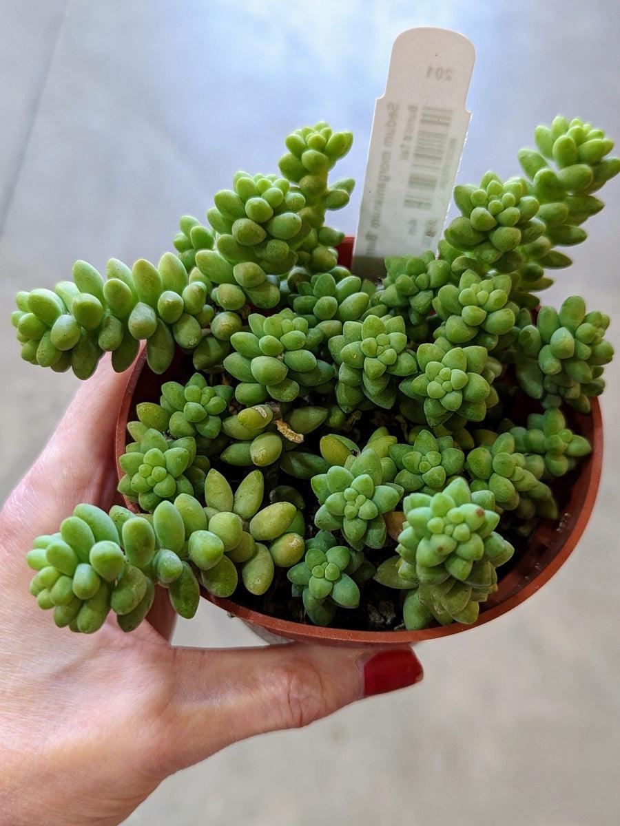 F2 Succulent Sedum Morg  Burros Tail - View 29 from www redcrocus com