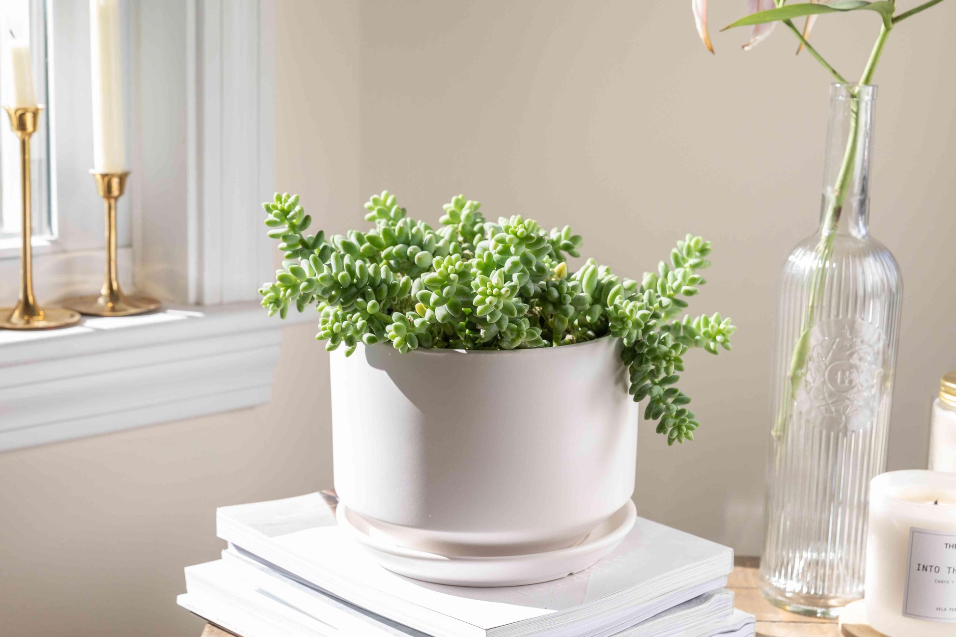 F2 Succulent Sedum Morg  Burros Tail - View 32 from www redcrocus com