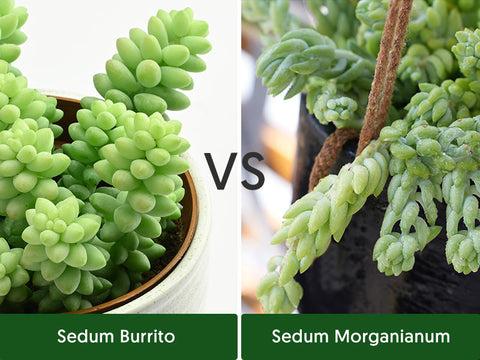 F2 Succulent Sedum Morg  Burros Tail - View 34 from www redcrocus com