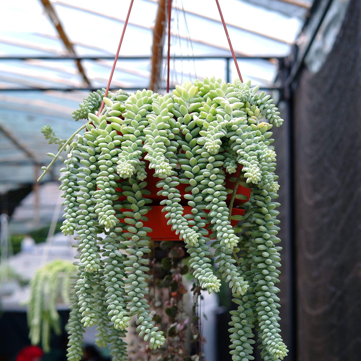 F2 Succulent Sedum Morg  Burros Tail - View 35 from www redcrocus com