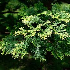 RedCrocus Hinoki Cypress 'Spirited' (Chamaecyparis obtusa) - Live Evergreen Conifer, Deer Resistant, For Sun/Part Shade, Landscape or Container  2 Gallon Nursery Pot