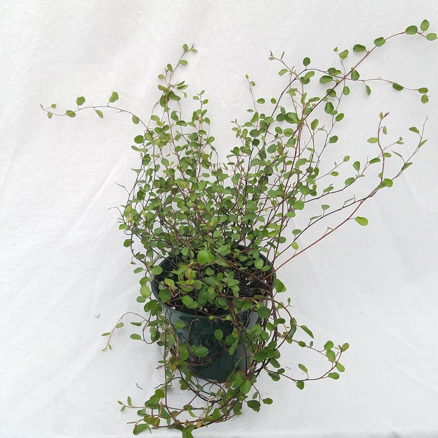 Muehlenbeckia Wire Vine - View 10 from www redcrocus com