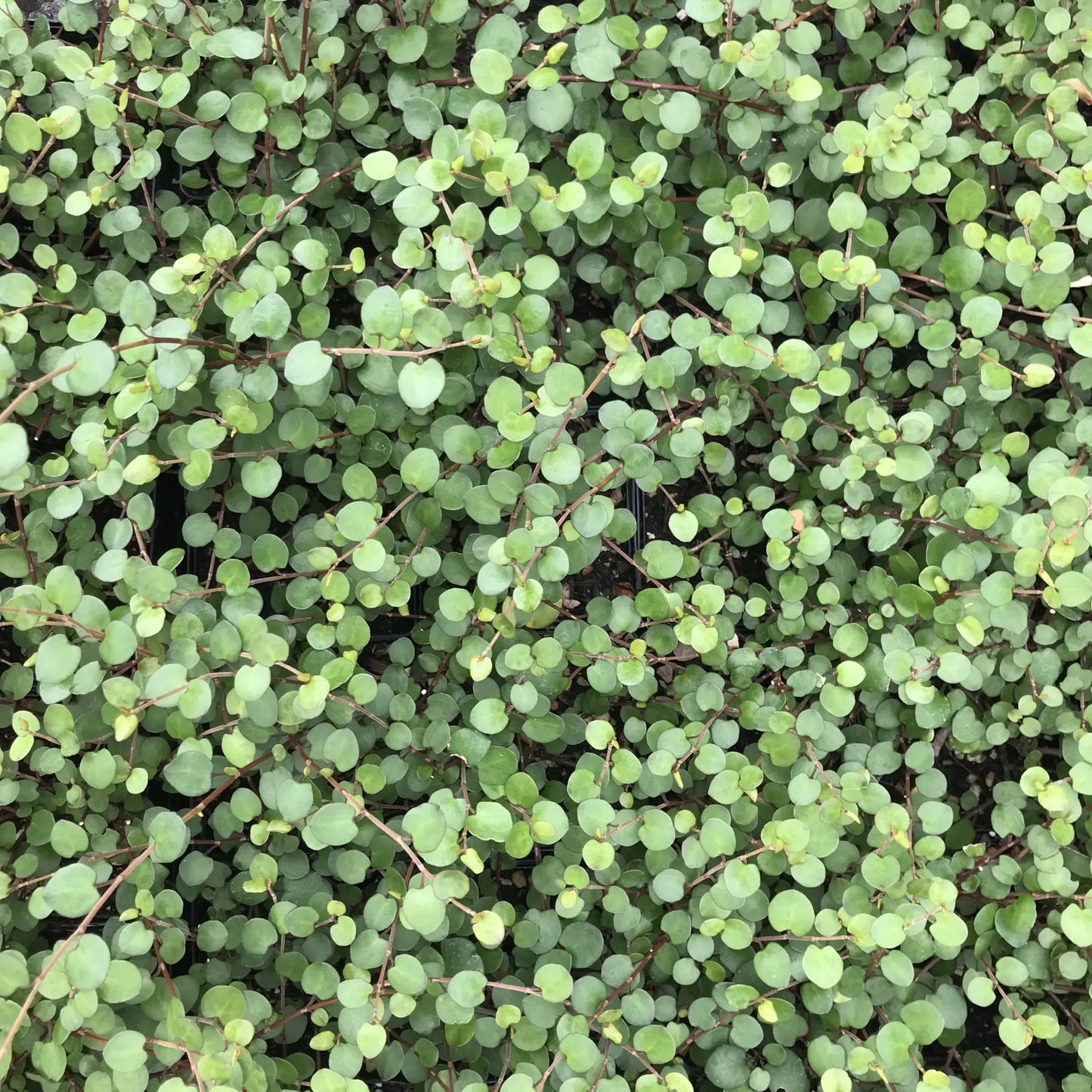 Muehlenbeckia Wire Vine - View 11 from www redcrocus com