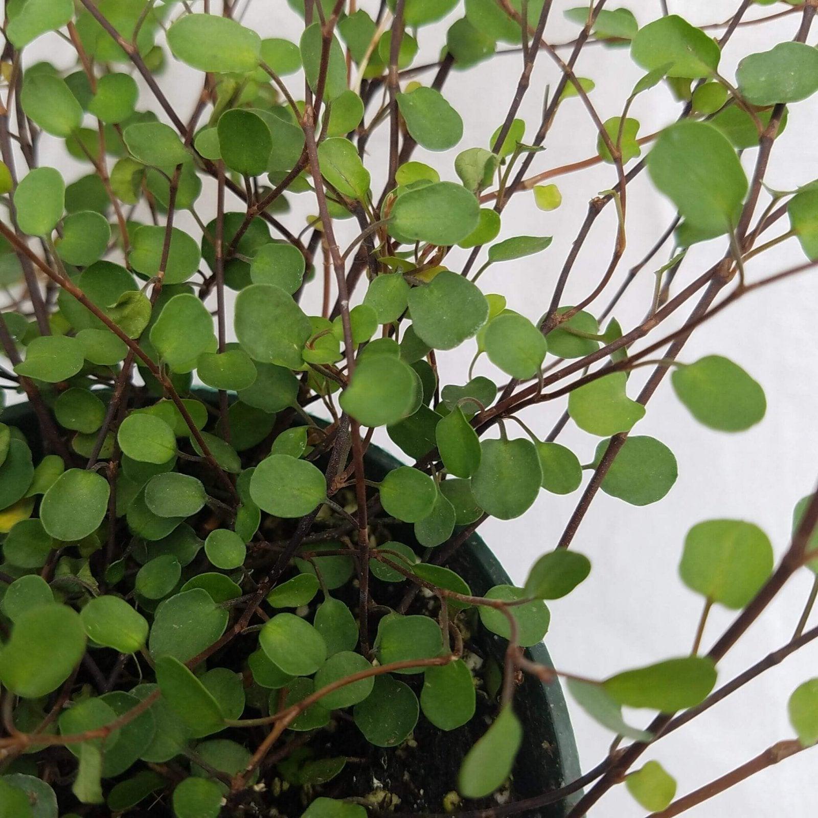 Muehlenbeckia Wire Vine - View 12 from www redcrocus com