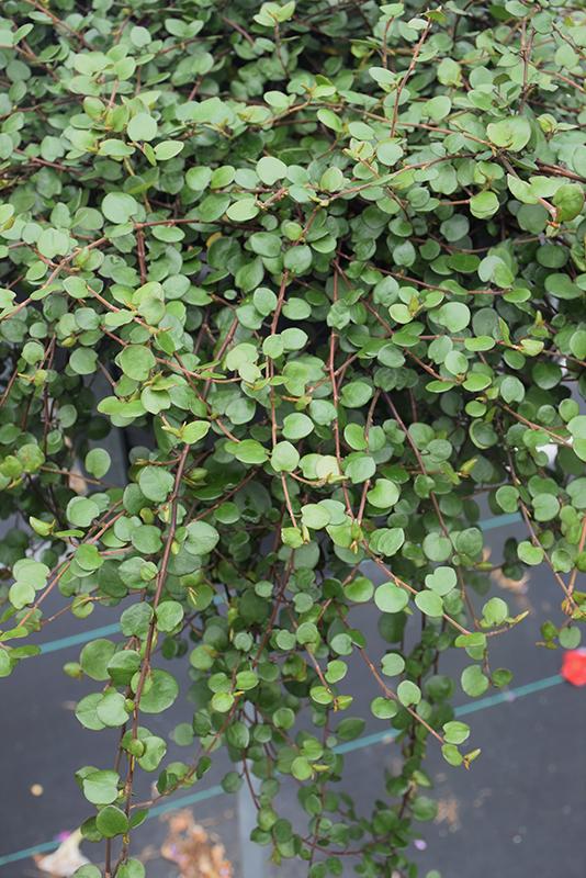 Muehlenbeckia Wire Vine - View 13 from www redcrocus com