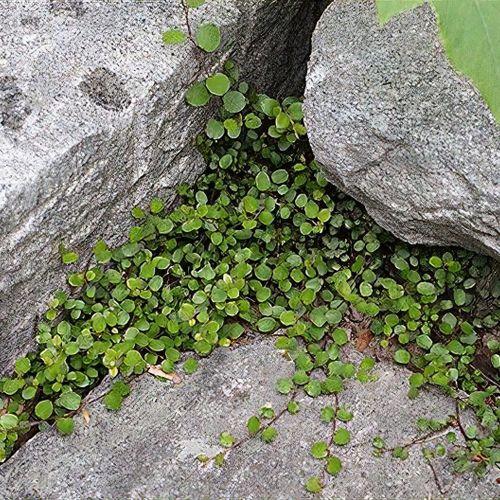 Muehlenbeckia Wire Vine - View 14 from www redcrocus com