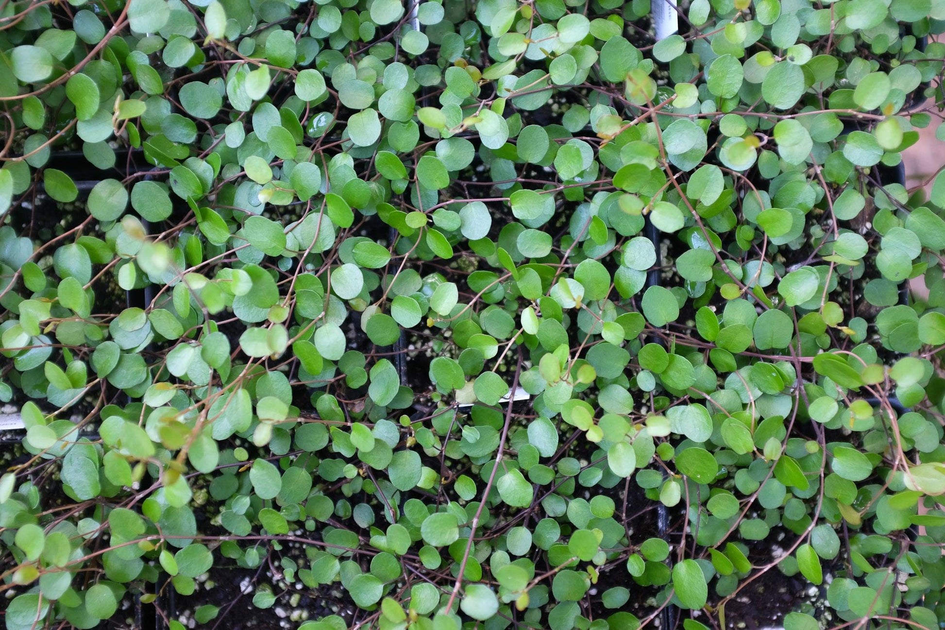 Muehlenbeckia Wire Vine - View 16 from www redcrocus com