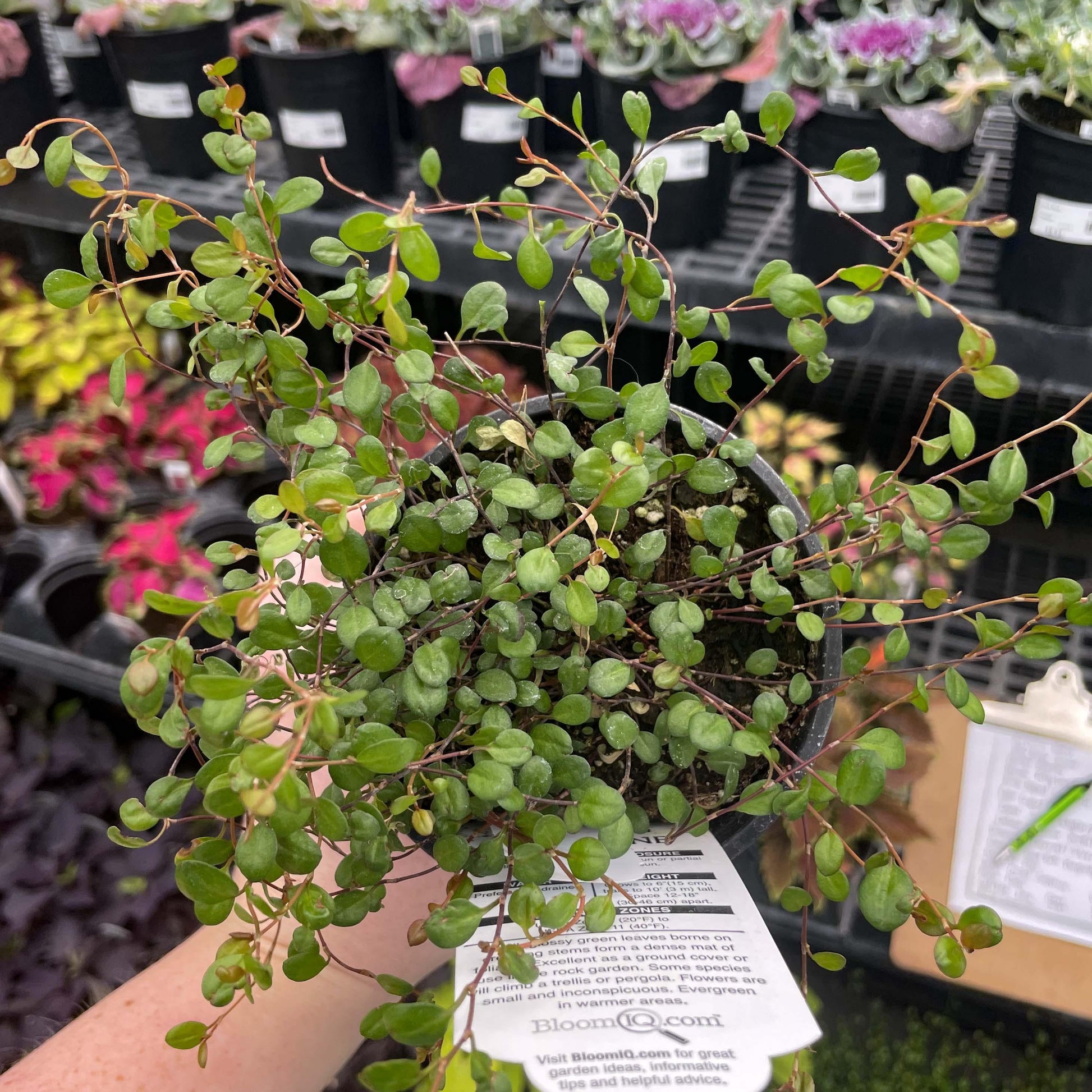 Muehlenbeckia Wire Vine - View 19 from www redcrocus com