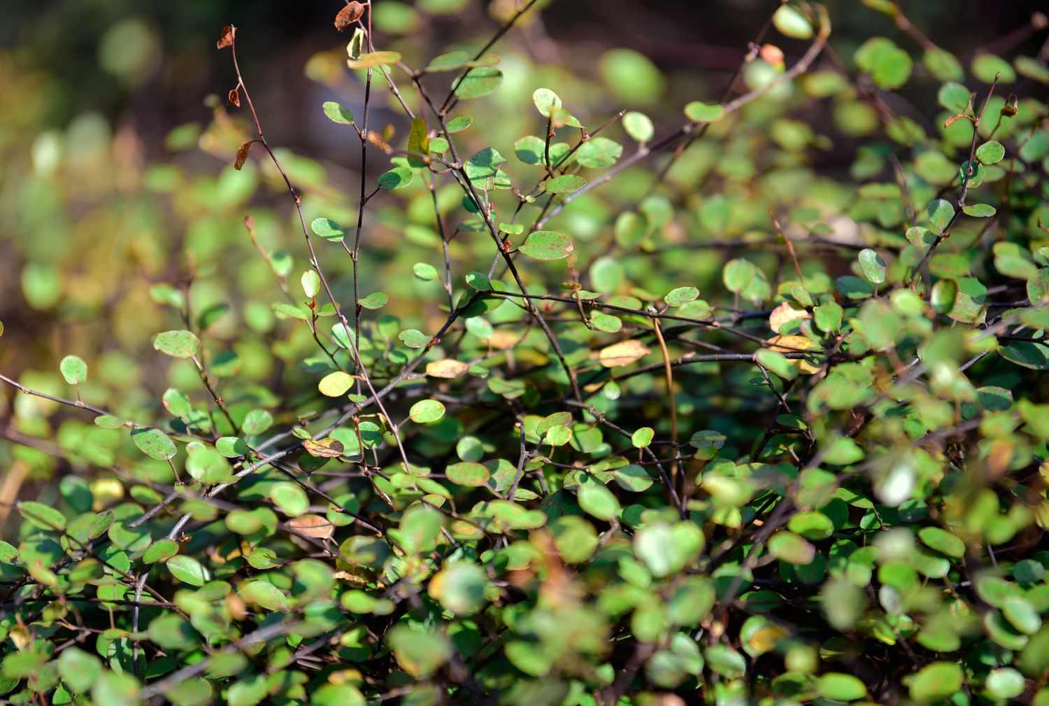 Muehlenbeckia Wire Vine - View 20 from www redcrocus com