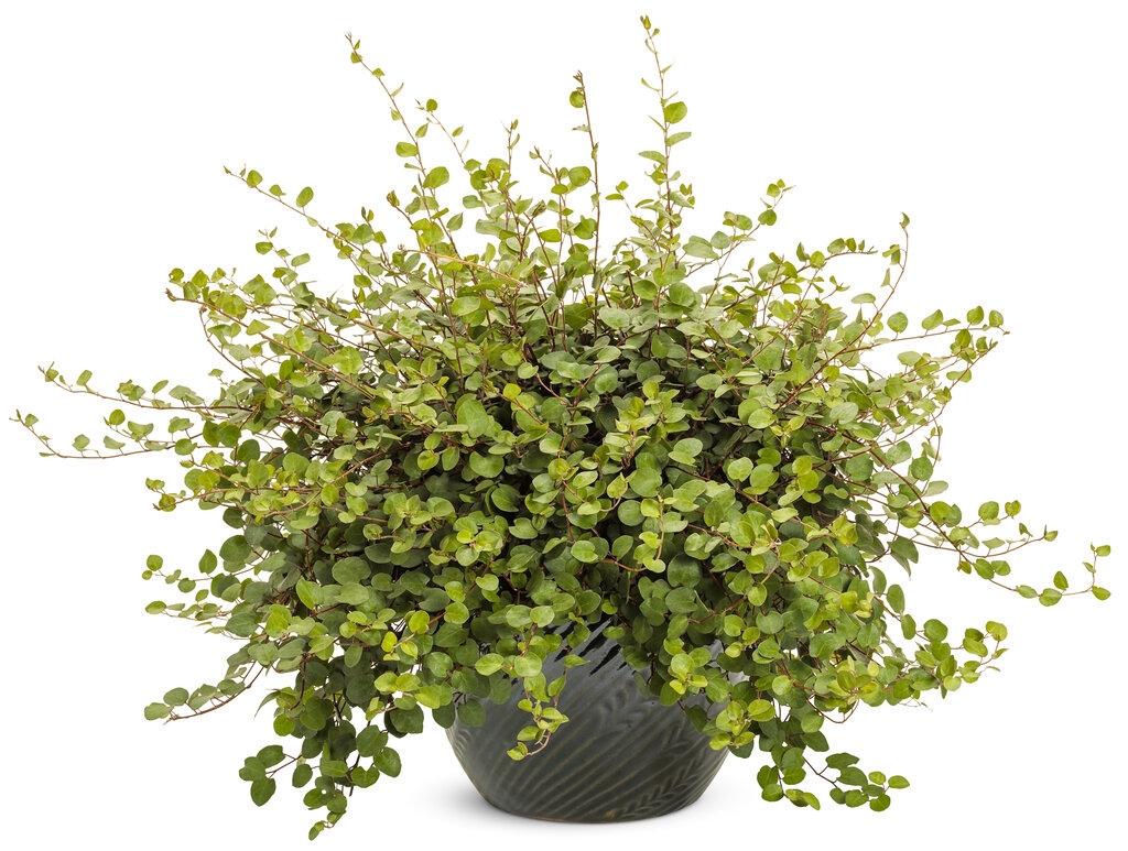 Muehlenbeckia Wire Vine - View 21 from www redcrocus com