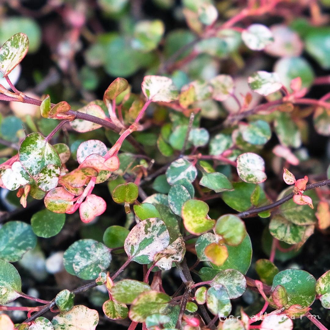 Muehlenbeckia Wire Vine - View 23 from www redcrocus com