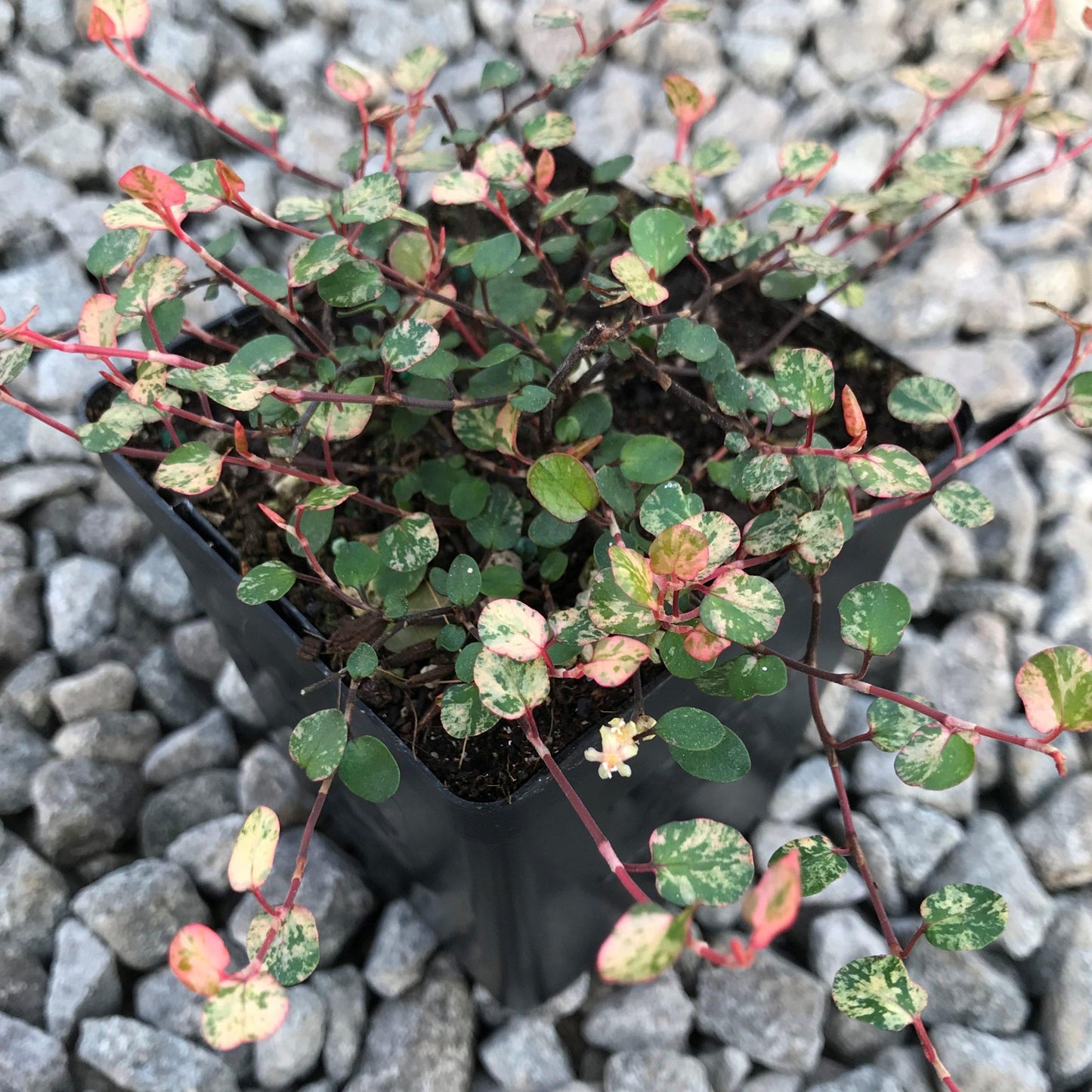 Muehlenbeckia Wire Vine - View 26 from www redcrocus com