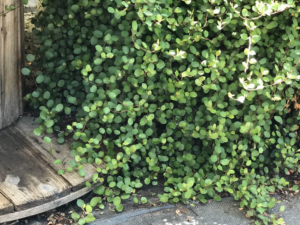 Muehlenbeckia Wire Vine - View 27 from www redcrocus com