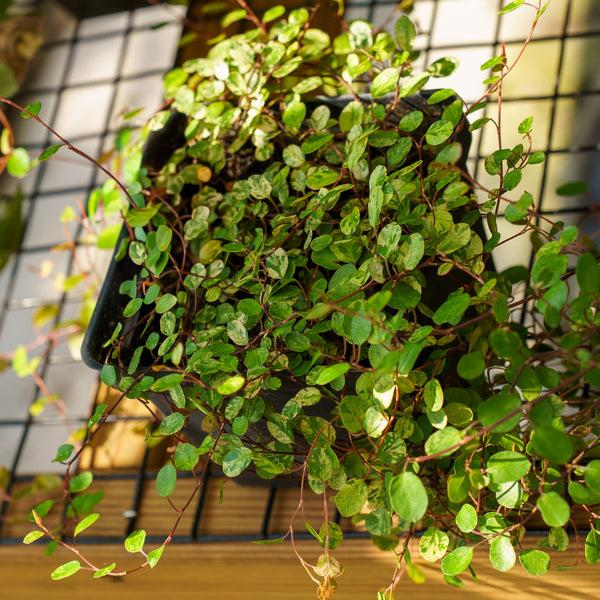 Muehlenbeckia Wire Vine - View 28 from www redcrocus com