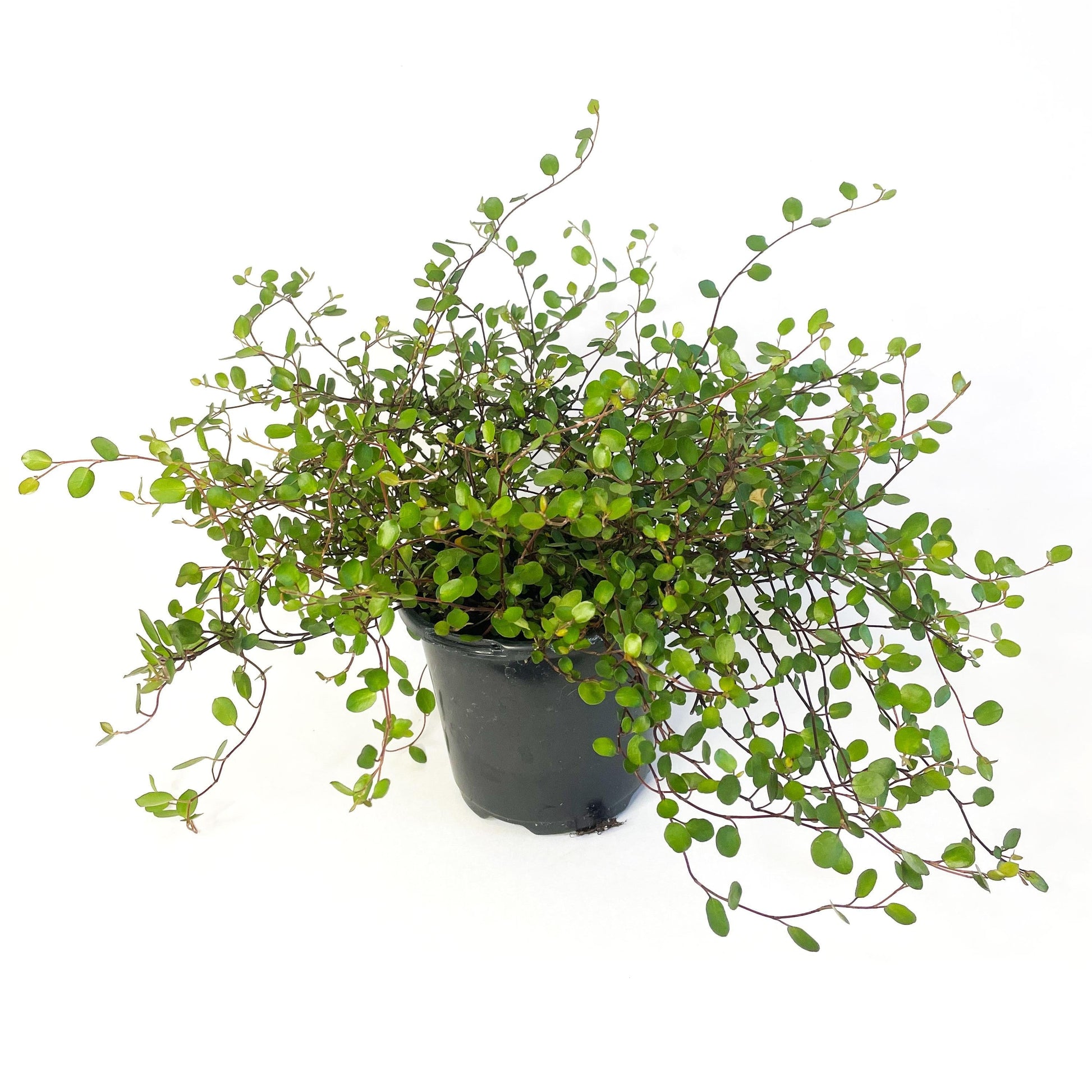 Muehlenbeckia Wire Vine - View 29 from www redcrocus com