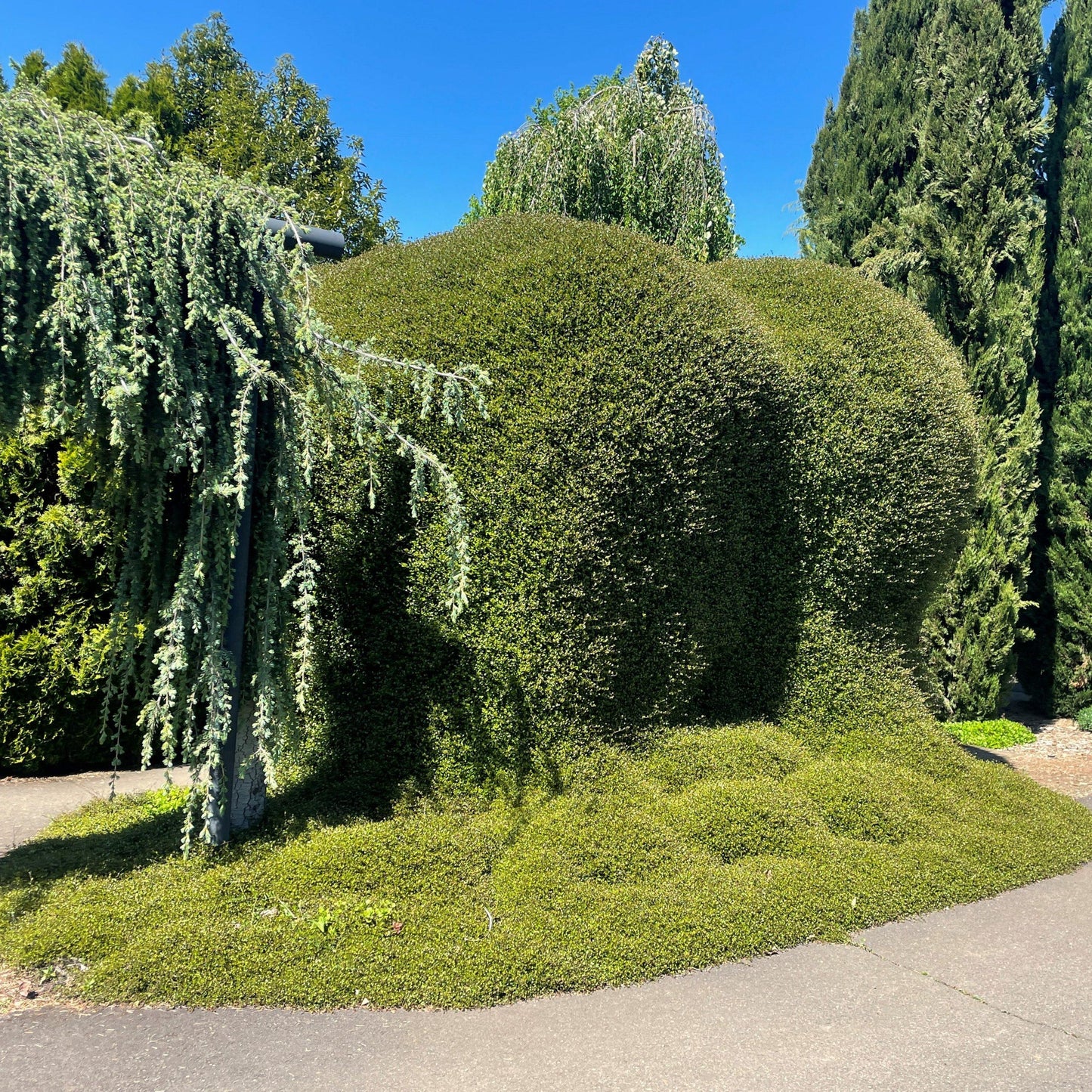Muehlenbeckia Wire Vine - View 2 from www redcrocus com