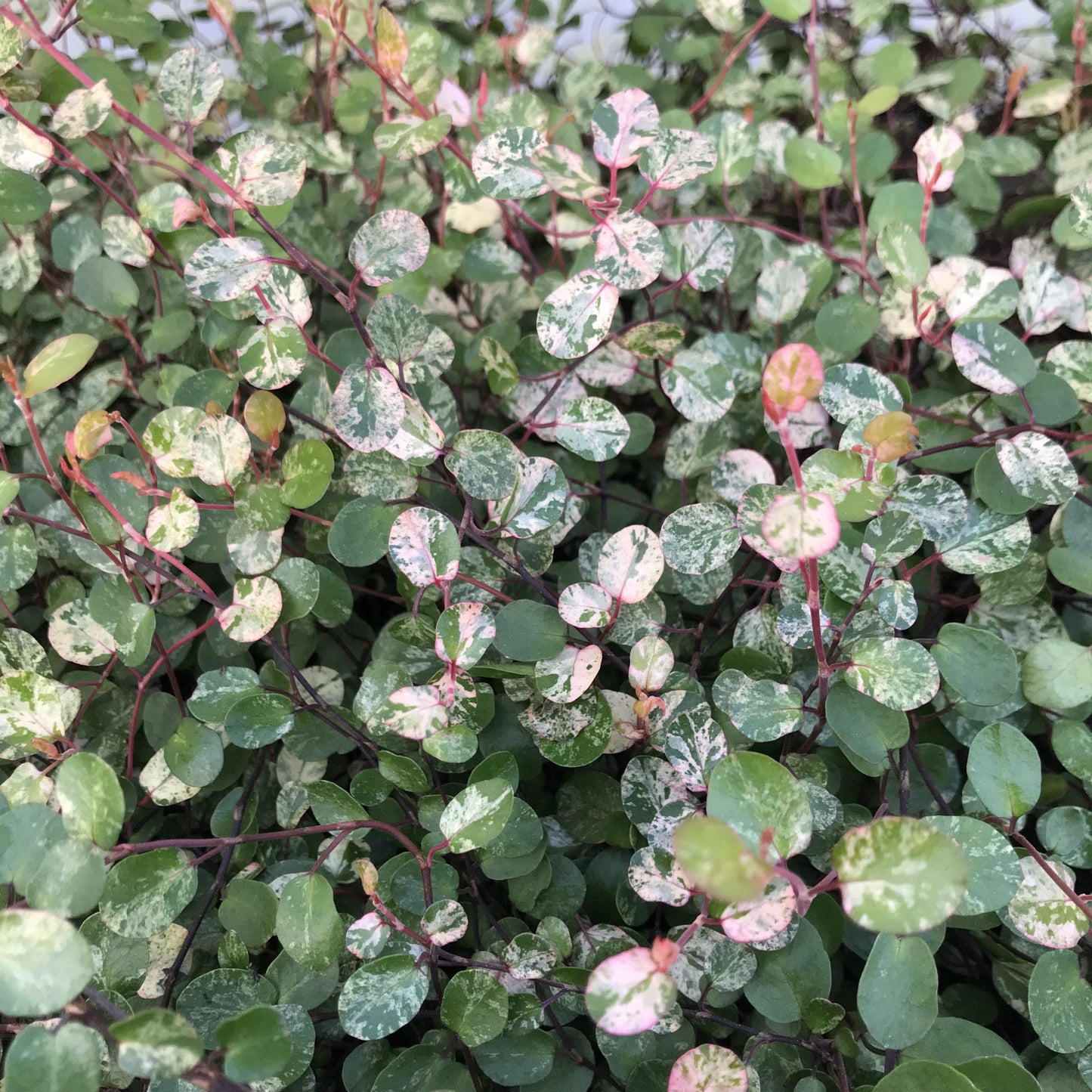 Muehlenbeckia Wire Vine - View 30 from www redcrocus com