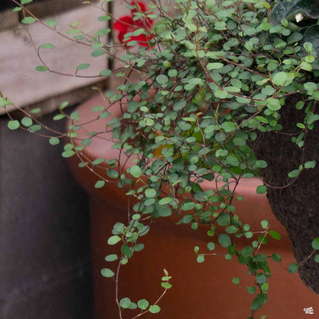 Muehlenbeckia Wire Vine - View 32 from www redcrocus com