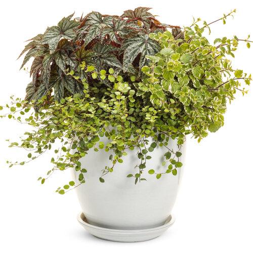 Muehlenbeckia Wire Vine - View 36 from www redcrocus com