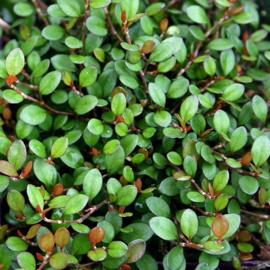 Muehlenbeckia Wire Vine - View 37 from www redcrocus com